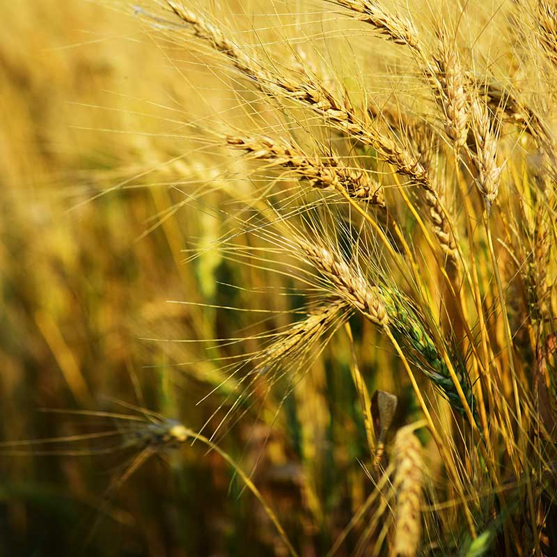 Agrotal