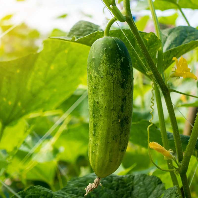 Agrotal