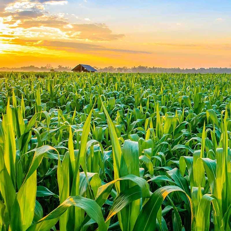Agrotal