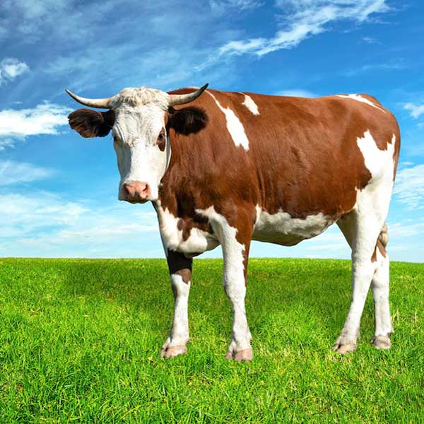 Agrotal