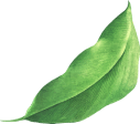 Agrotal
